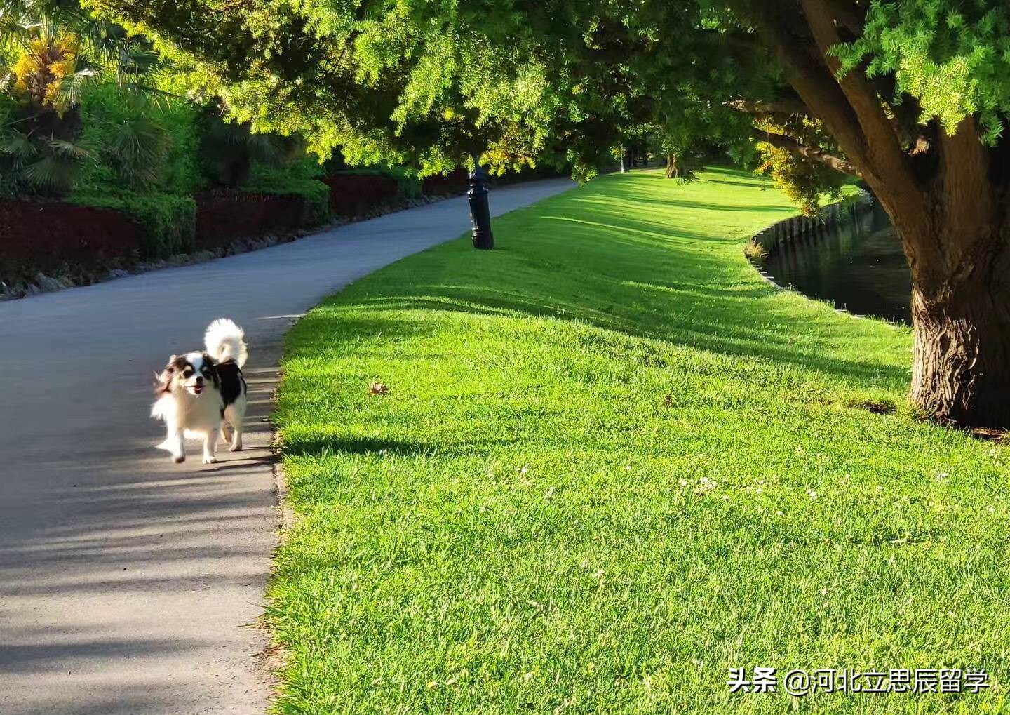 新西兰林肯大学,新西兰林肯大学介绍