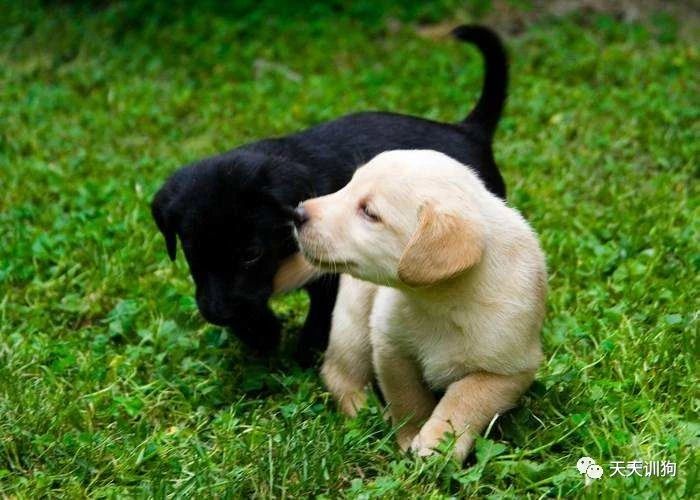 养好一只小狗的条件,如何养好小狗的视频