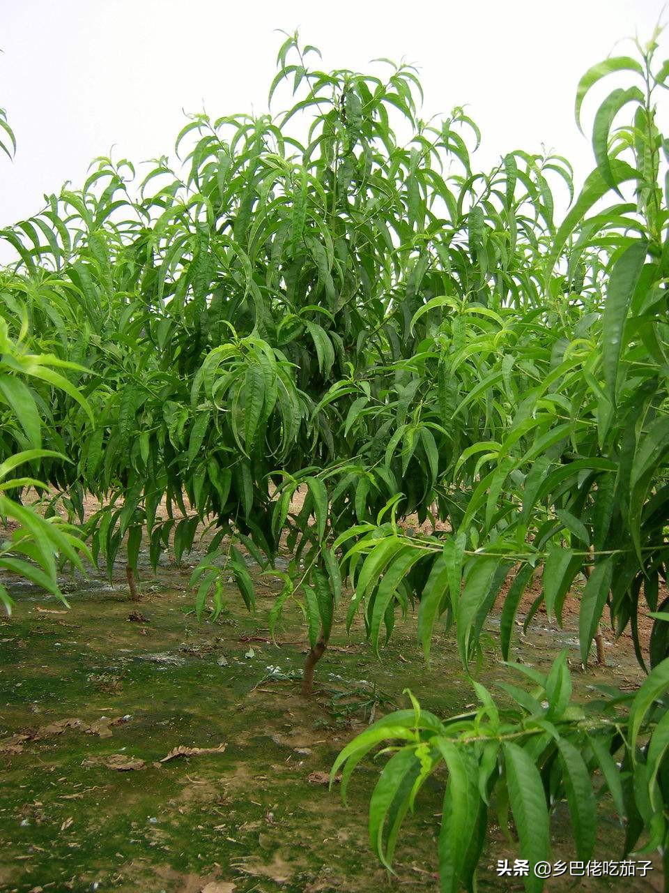 种桃关键在修剪，知道不同年份的怎么剪，让桃园丰产又丰收