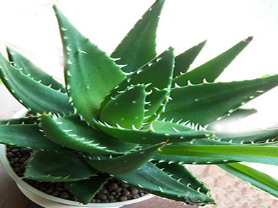 全世界最漂亮的芦荟,芦荟的植物简介