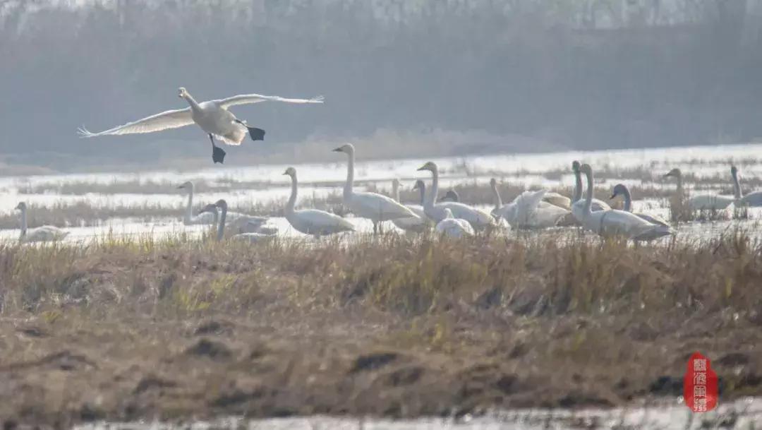 龙感湖小学视频,龙感湖中心小学教育
