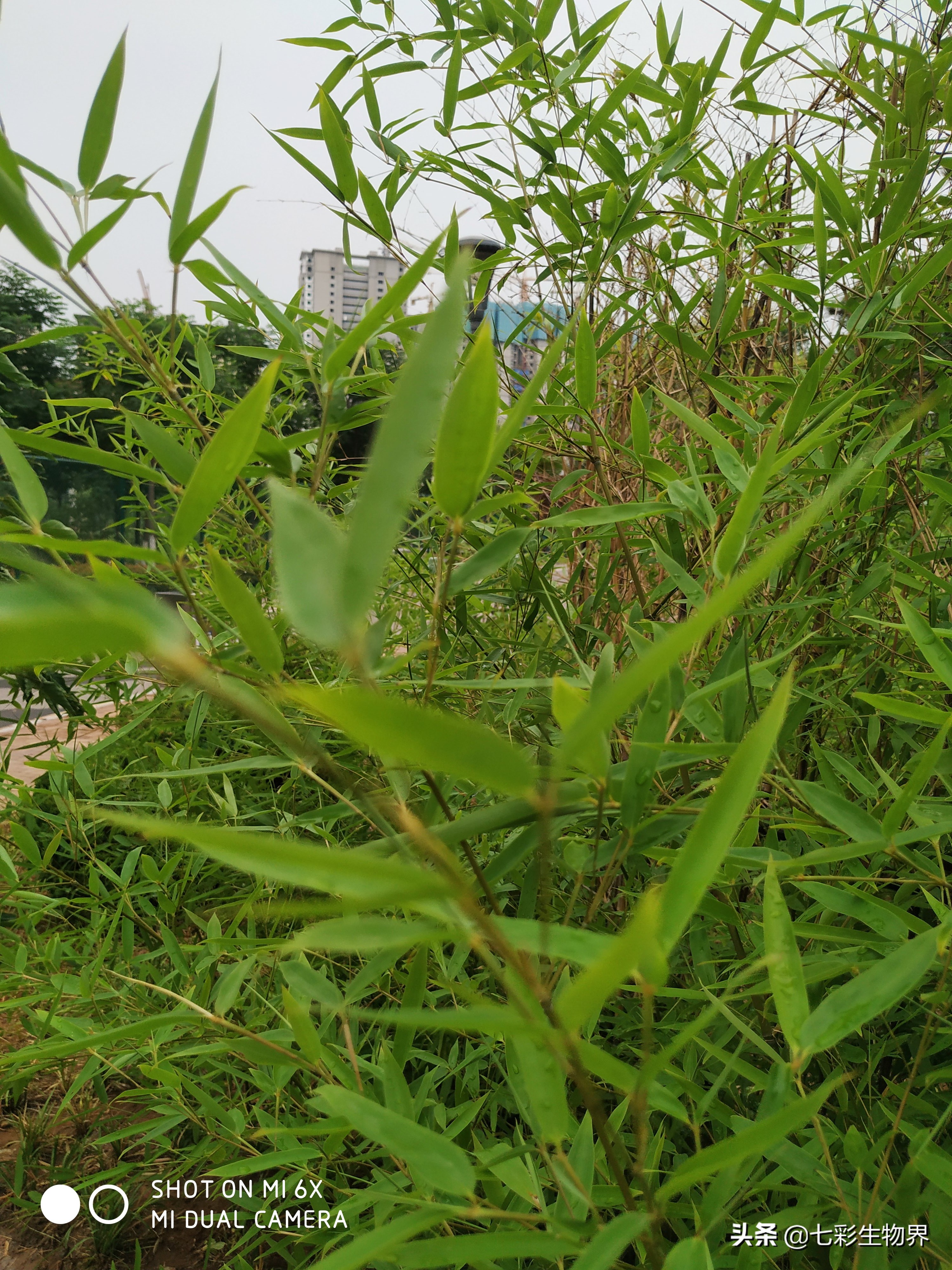 竹叶茶有清热解毒的功效,菊花竹叶茶能去火吗