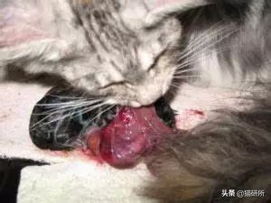 猫咪难产去医院怎么办,如果猫咪难产应该怎么办