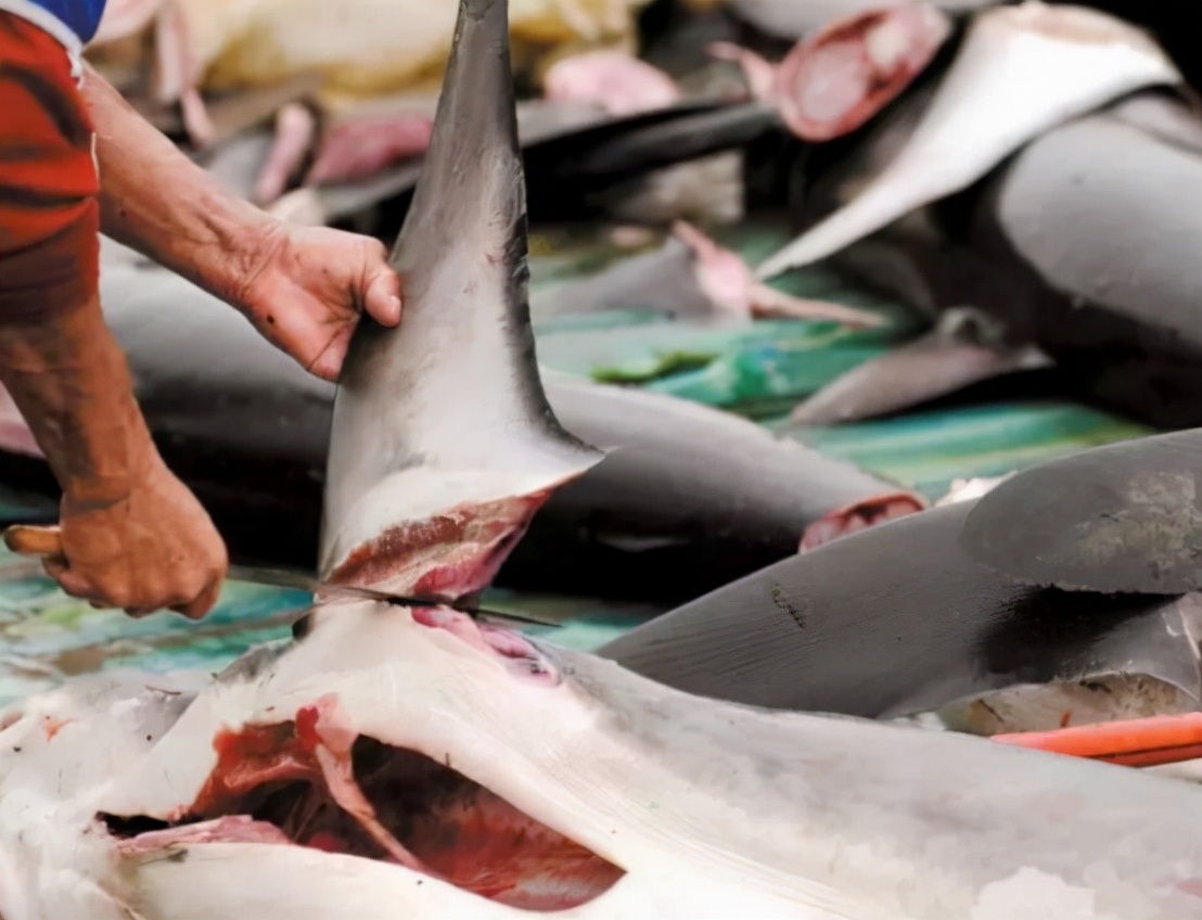 哥伦比亚成功抓获头号毒枭,哥伦比亚抓捕了多少人