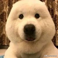 委屈！萨摩耶的混血，是一点没混出萨摩耶的美貌