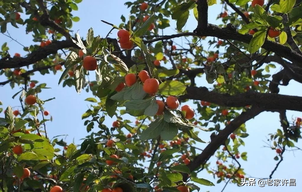 民间十大奇人奇事,许昌襄城县城关镇奇闻轶事