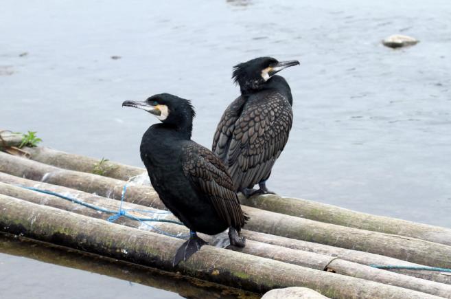 高清童年常见飞禽篇(值得珍藏)