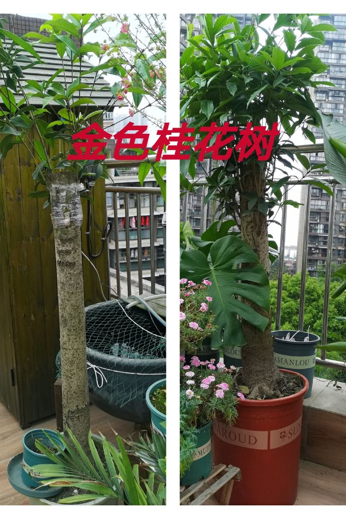 这才是楼顶花园该有的样子,楼顶花园如何出效果