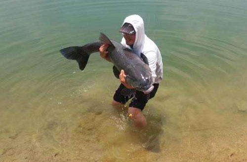 无铅钓青鱼技巧全攻略,无铅钓青鱼的技巧细节