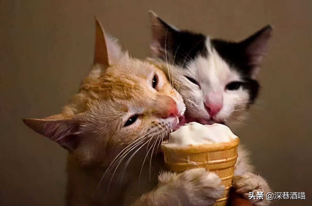 想要猫咪干净,想要猫咪毛色好怎么办