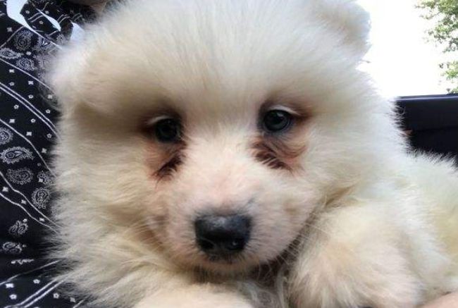 爱宠泪痕怎么解决,爱宠泪痕重是怎么回事