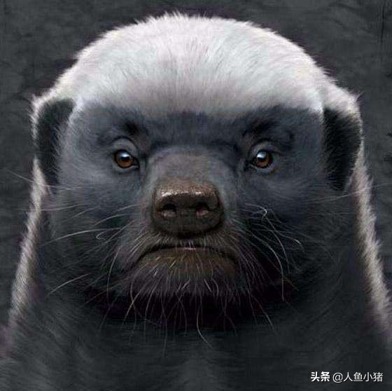 野生蜜獾平头哥,平头哥蜜獾如何生存