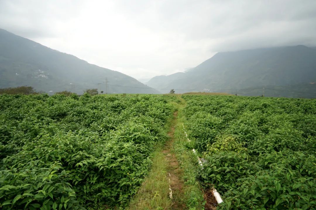 大理特色农业小镇,大理乡村发展现状和发展趋势