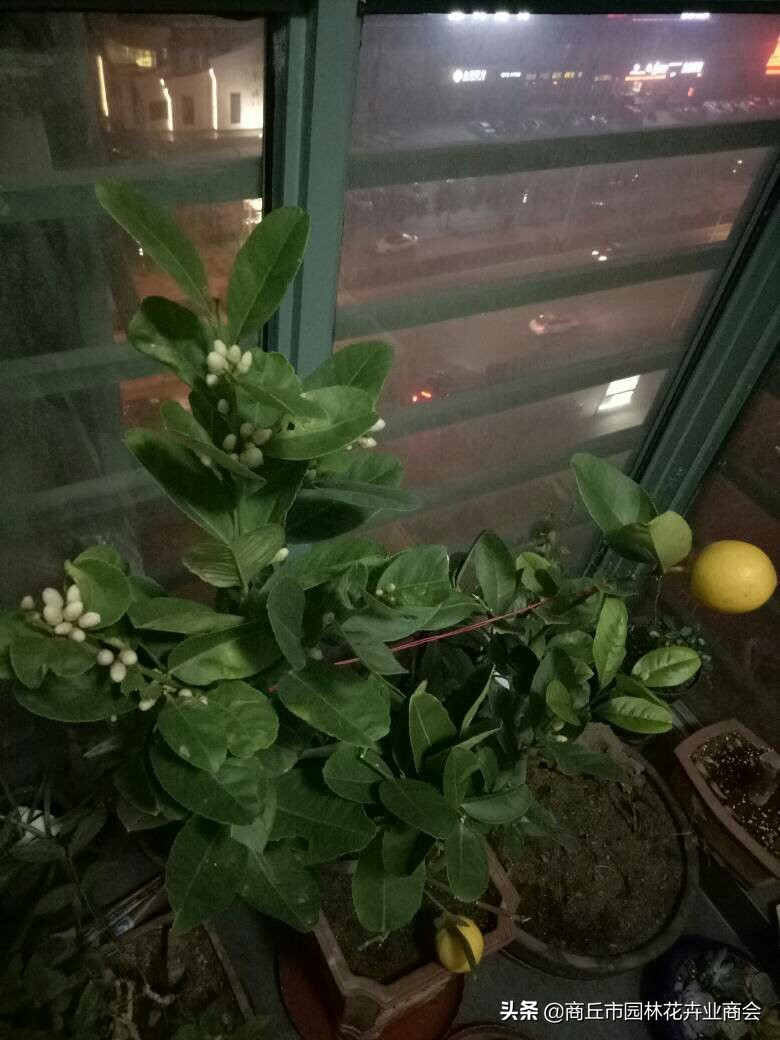 柠檬树开花要不要摘了,柠檬树开花落叶正常吗