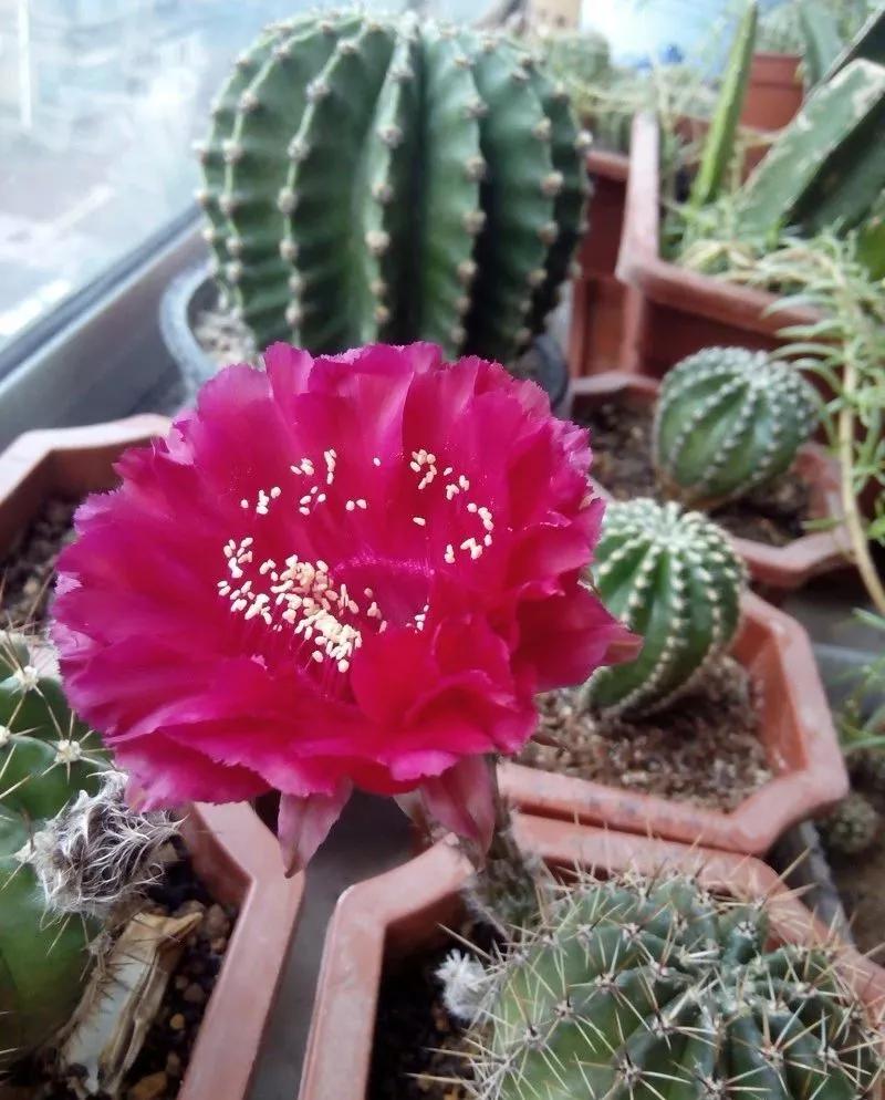 100种仙人球花图片,100种仙人球的品种视频