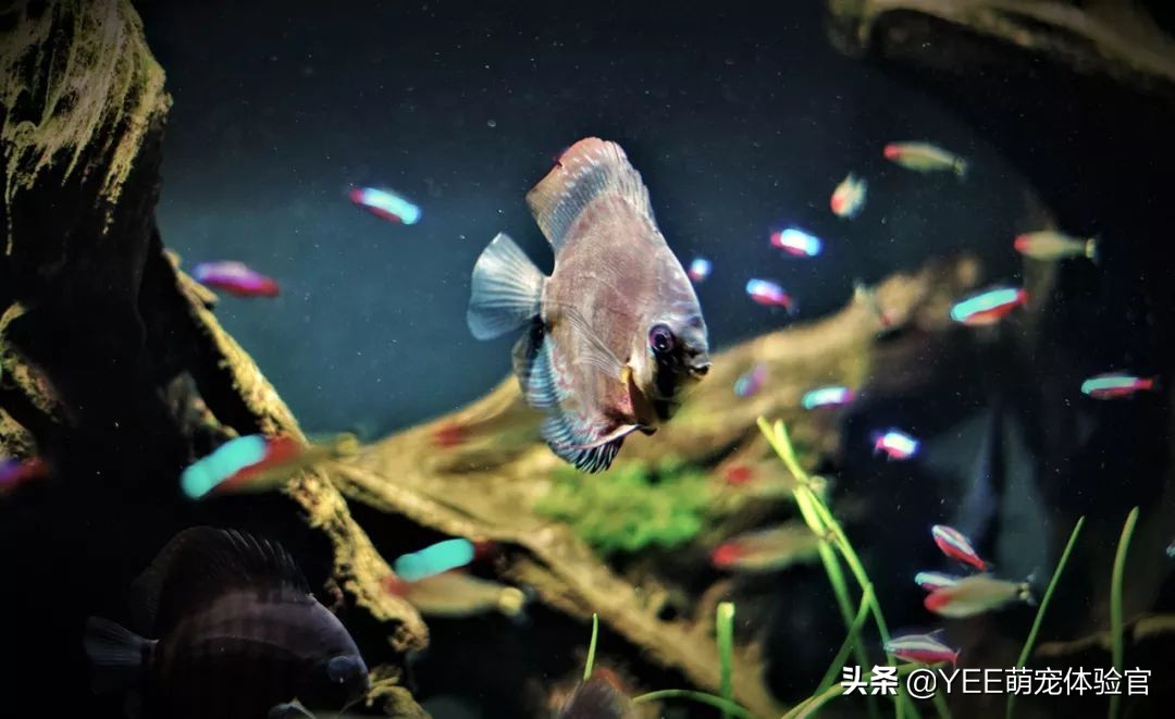 养的热带鱼突然停电了怎么办,冬天停电观赏鱼怎么处理