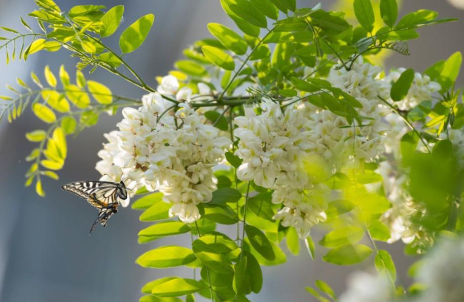 蒸槐花面粉少了怎么办,蒸槐花用不用凉了再拌