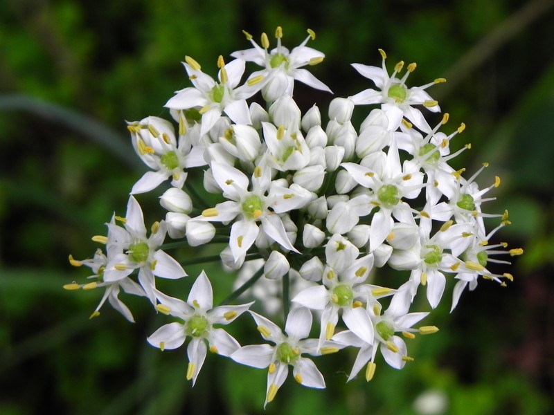 舌尖上的花,舌尖上的花草茶