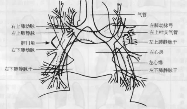 收藏：详细的胸部X线解剖，最基础最实用