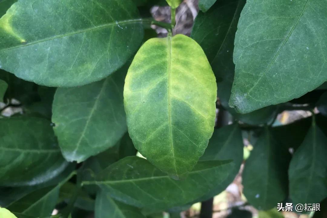 有了红鼻子怎么办,有红鼻头会怎样