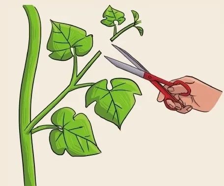 6步在阳台上栽种黄瓜，解开黄瓜生长过程中遇上的栽培难题