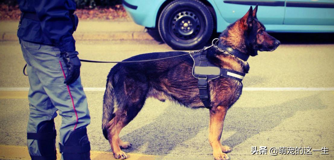 军犬退役后的出路,军犬退役怎么样才能养活