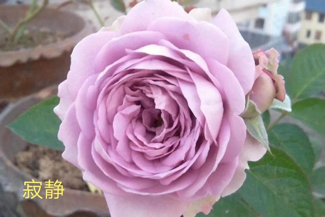 适合做切花的月季品种,十大公认最好切花月季