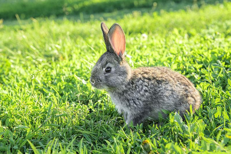 养兔技术与管理方法,养兔的技术和方法