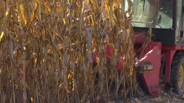 父子对话:请假回家“扒苞米”?用不着啦!柳河县现在都玩机械化收割