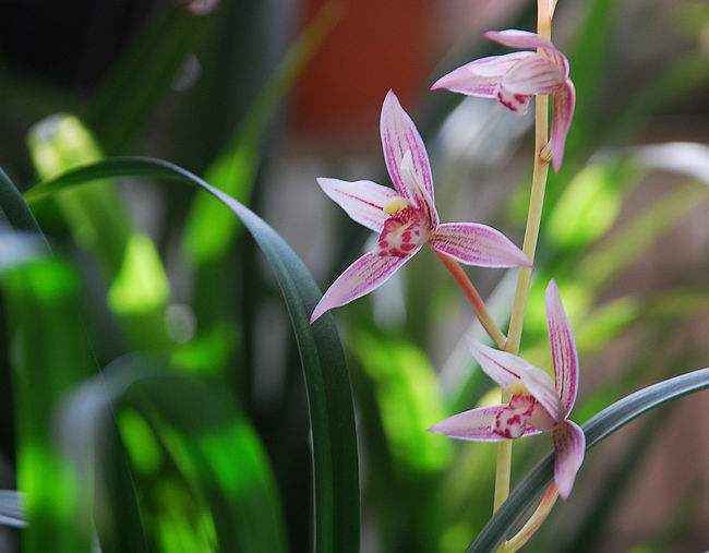 兰花花期是几月,蝴蝶兰花花期几月结束