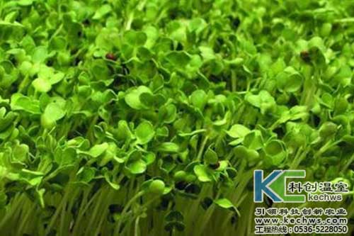 无土培育香椿芽苗怎么样,无土栽培香椿芽苗菜用什么品种