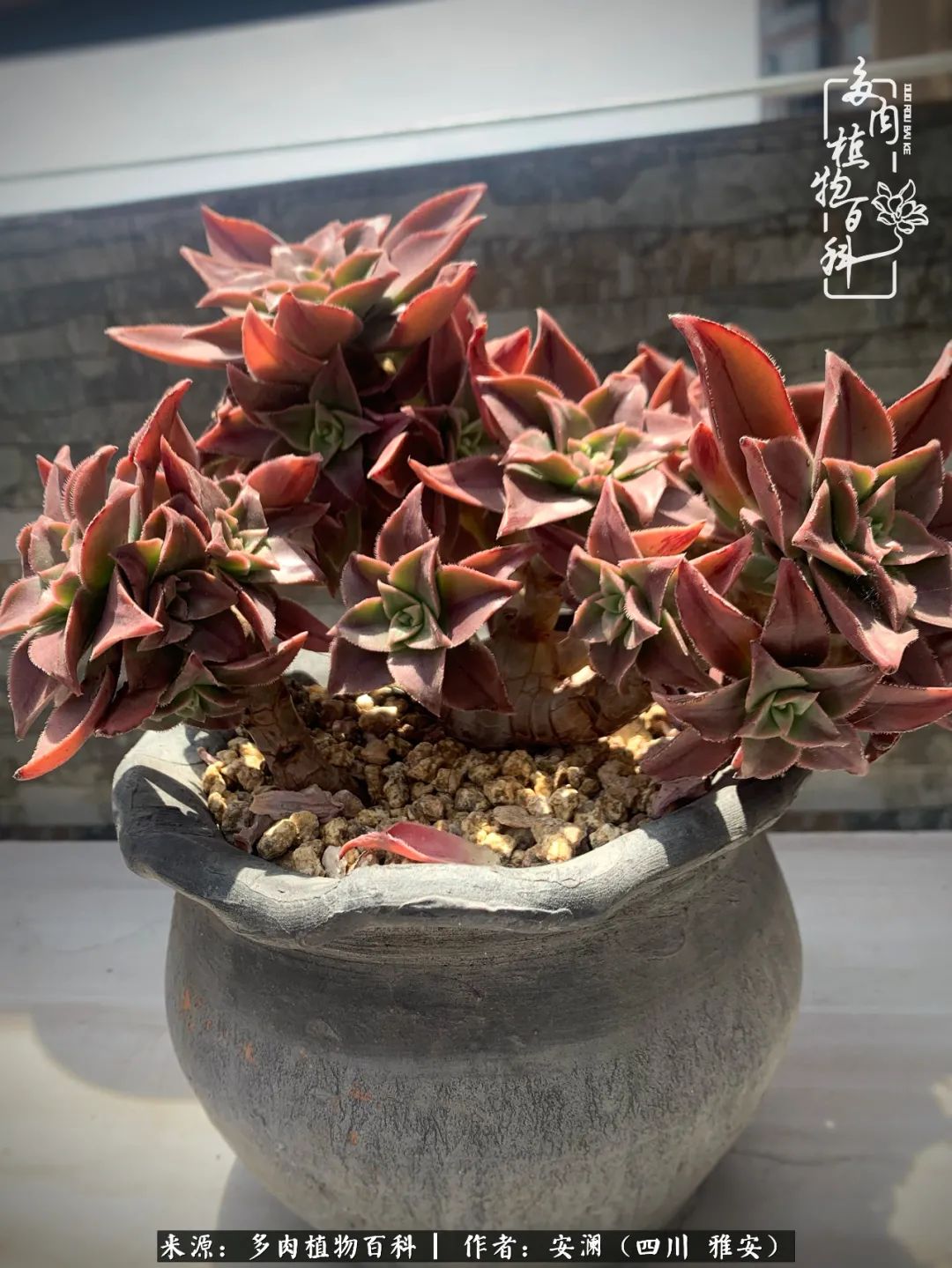 小仙女的阳台多肉,绝美多肉阳台