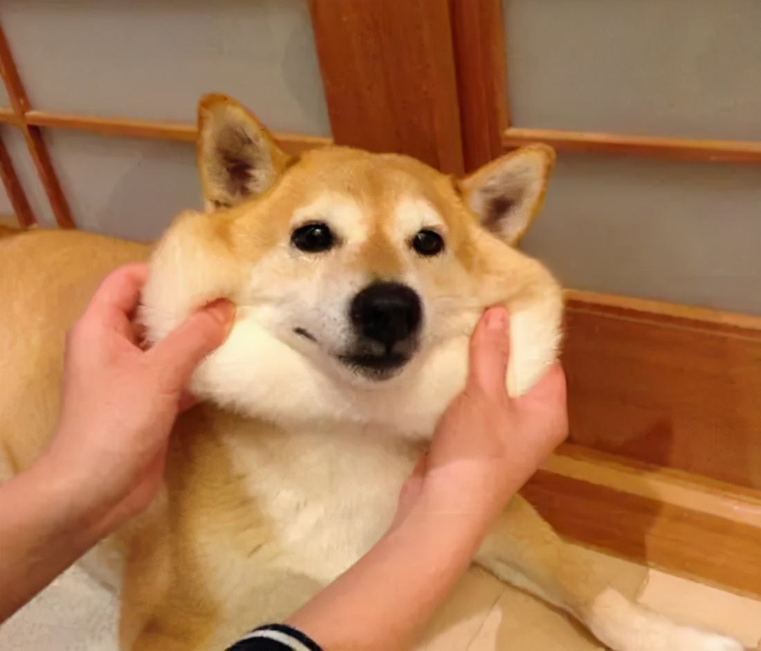 正规犬舍会提供血统证书吗,为什么要选择正规犬舍