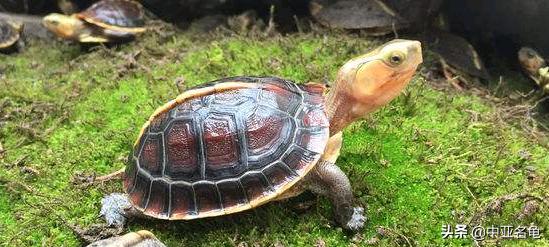 新手养龟快速入门教程,石金钱龟冬天怎么养新手必看