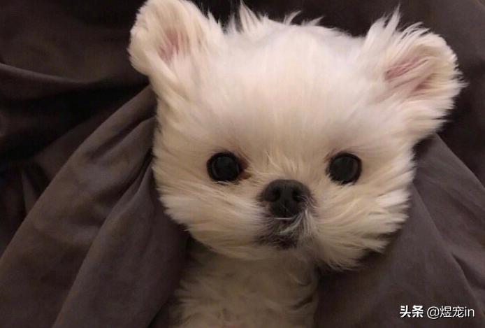 小区狗狗随处大小便怎么办,怎么让狗狗不随地大小便教程