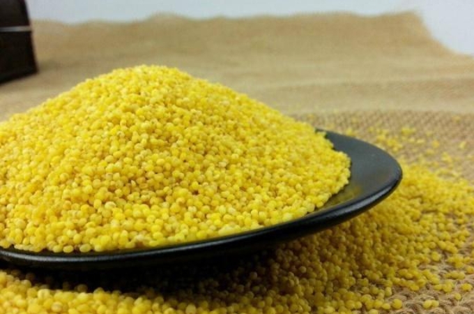 酒米窝料主要诱鱼的材料,窝料是怎么诱鱼的