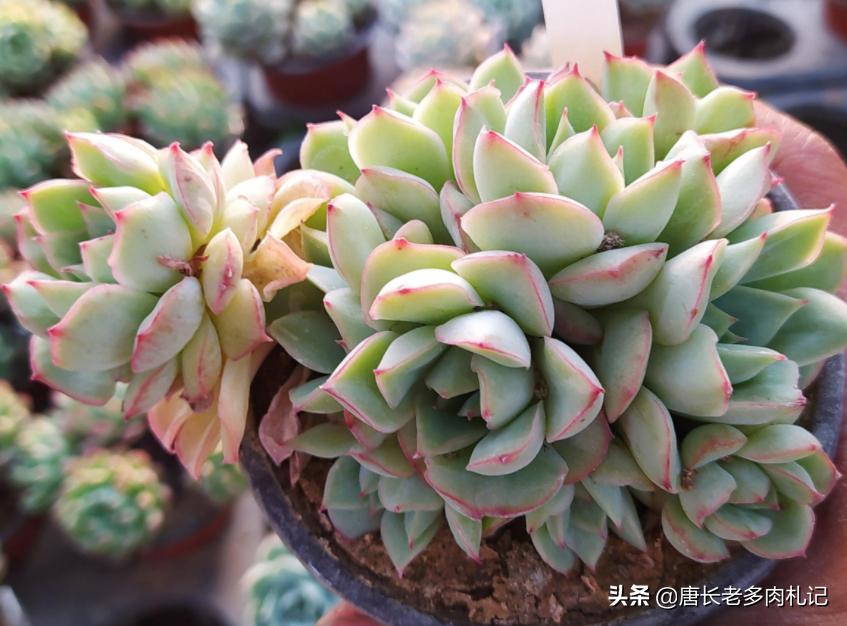 养多肉不为人知的秘密,养多肉是一个坑