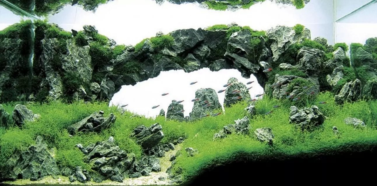 新手草缸入门,萌新水草缸