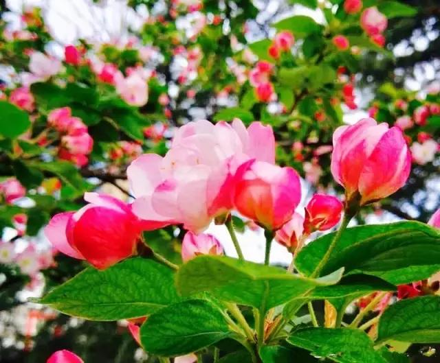 灞卞笀闄勪腑鍒嗘牎,鑿忔辰灞卞笀闄勪腑