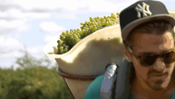 品乐Pinor：在法国葡萄园上班，就像在东北掰玉米……