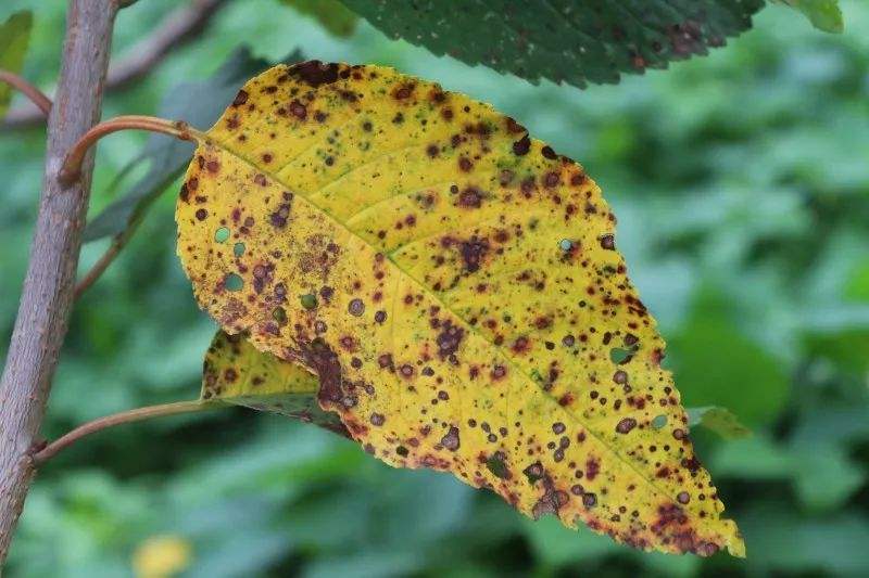 综合管理预防樱桃褐斑病,治疗樱桃褐斑病特效药