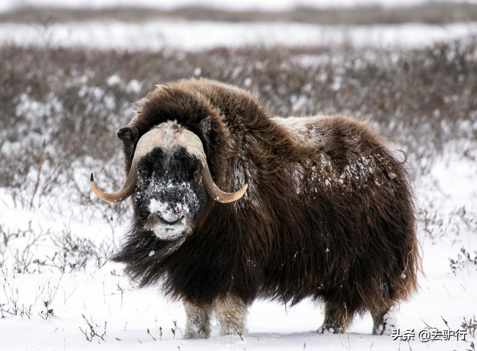 美国历史最冷的小镇,美国最冷的小城市