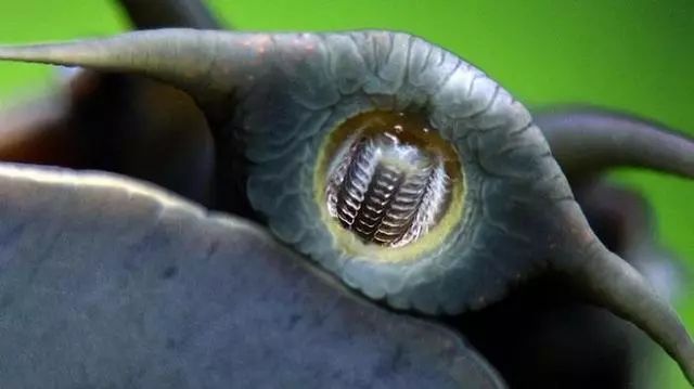 11个奇怪的冷知识，都让你怀疑它们是不是真的