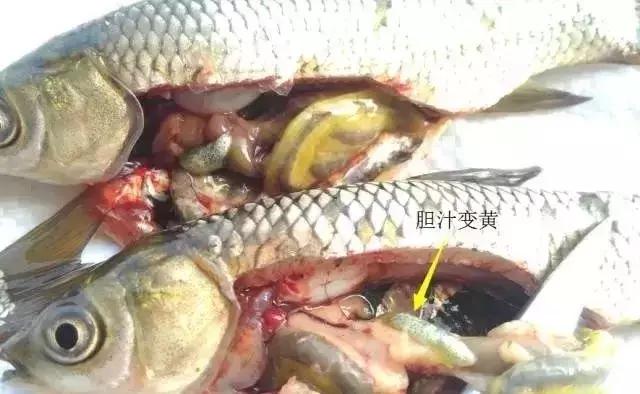 鱼类败血症,鱼病毒性败血症