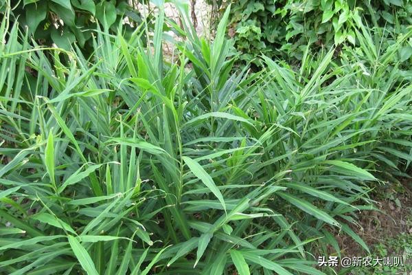 种植生姜及管理方法视频,生姜的种植方法及管理技术