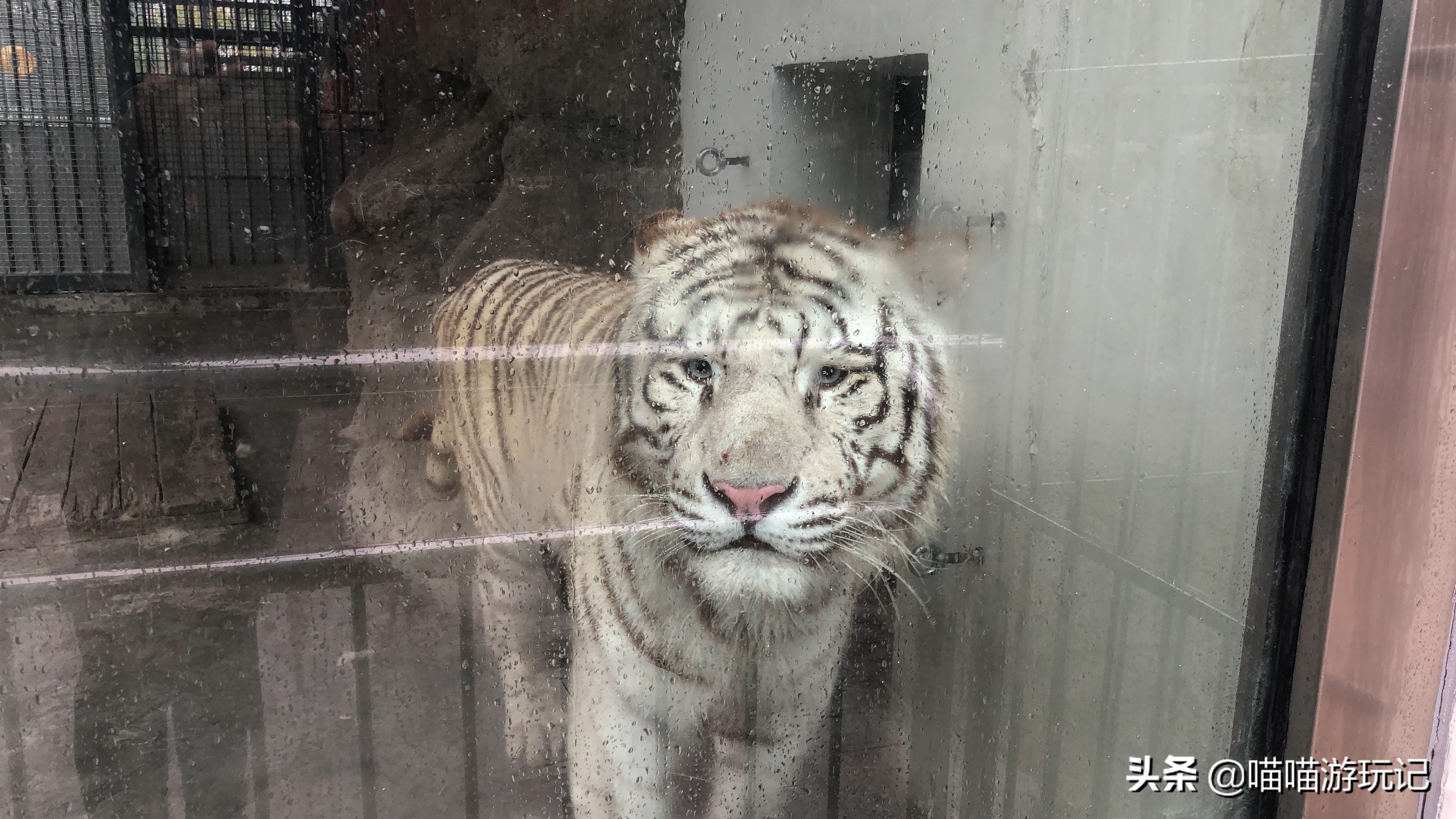 青岛动物园8.5元门票在哪里,青岛动物园8.5元门票需要预约吗