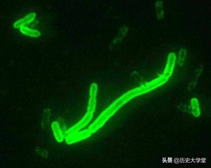 人类历史上十大鼠疫死亡事件,鼠疫发生在哪年死多少人