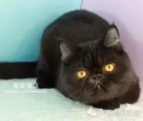 怎么区分加菲猫的品种,纯种加菲猫应该是什么颜色