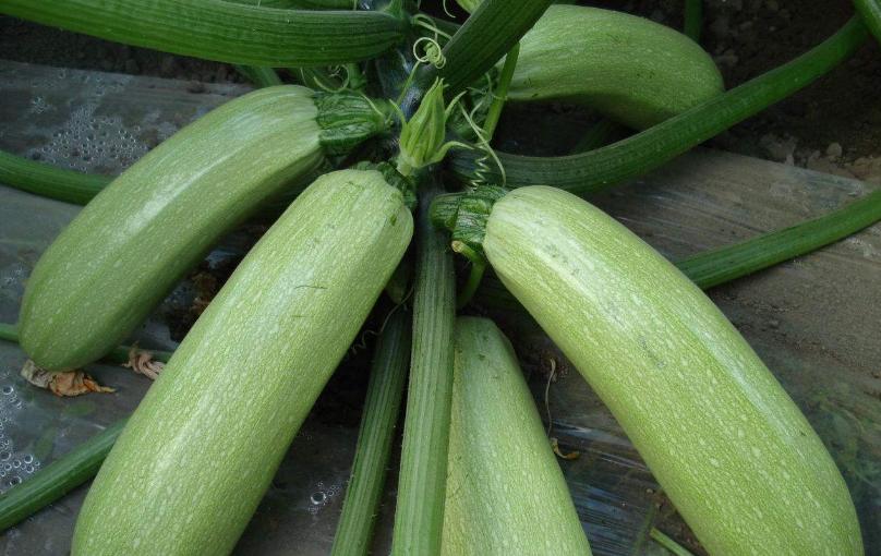 西葫芦长秧不长瓜怎么回事,西葫芦吊蔓技术