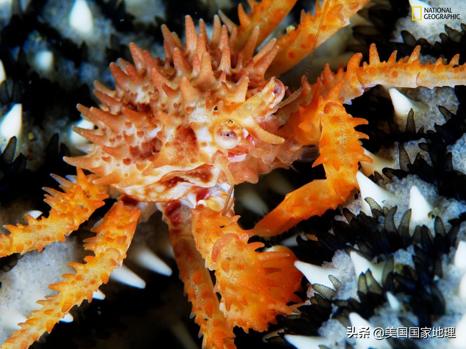 阿拉斯加行者遗珠,阿拉斯加隐秘遗珠